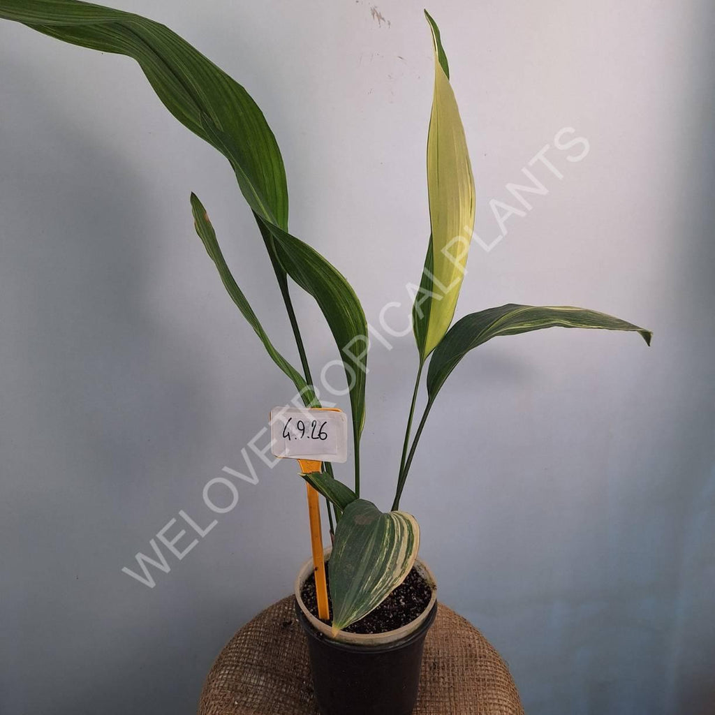 Aspidistra elatior variegata