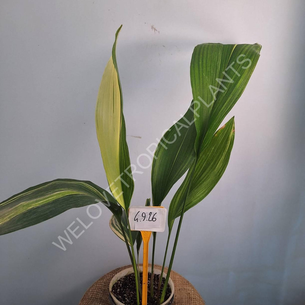 Aspidistra elatior variegata