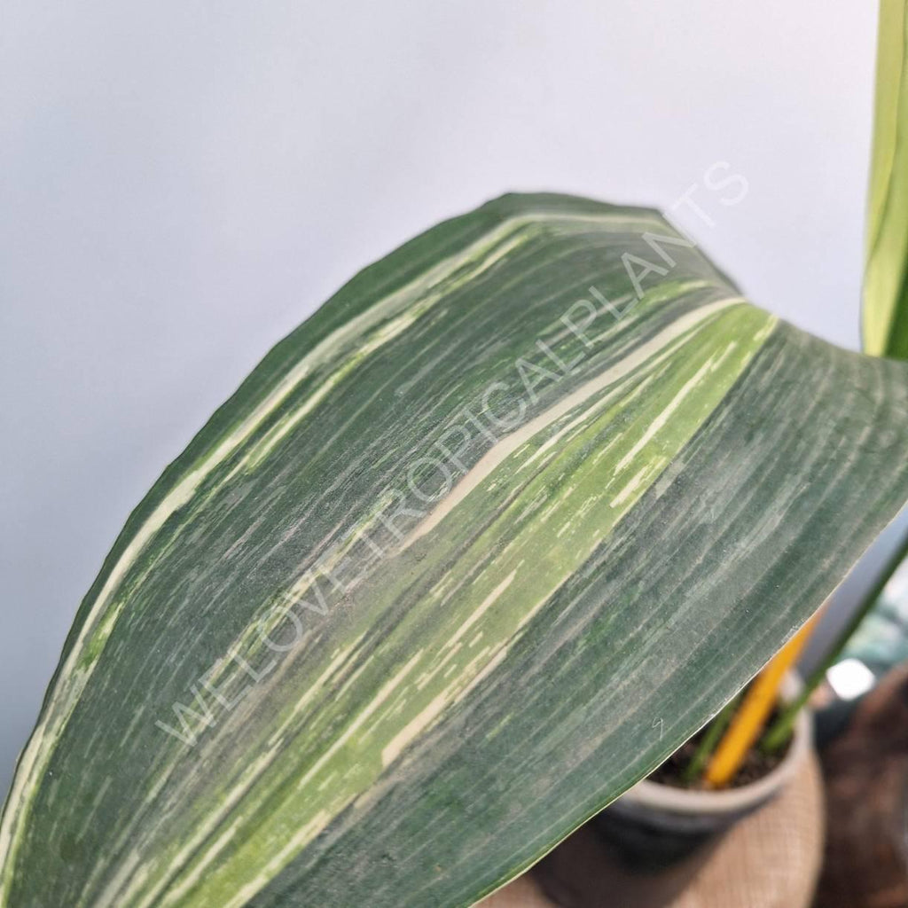 Aspidistra elatior variegata