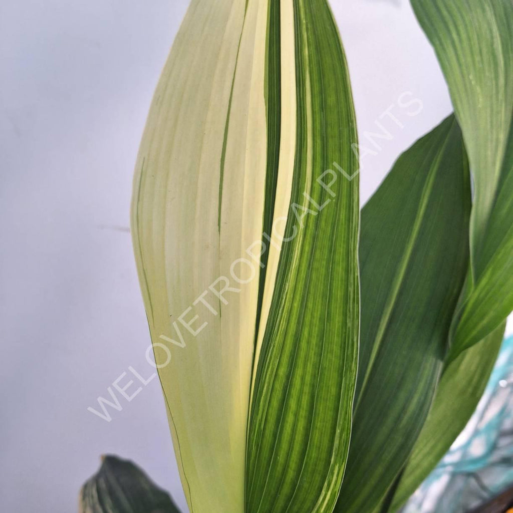 Aspidistra elatior variegata