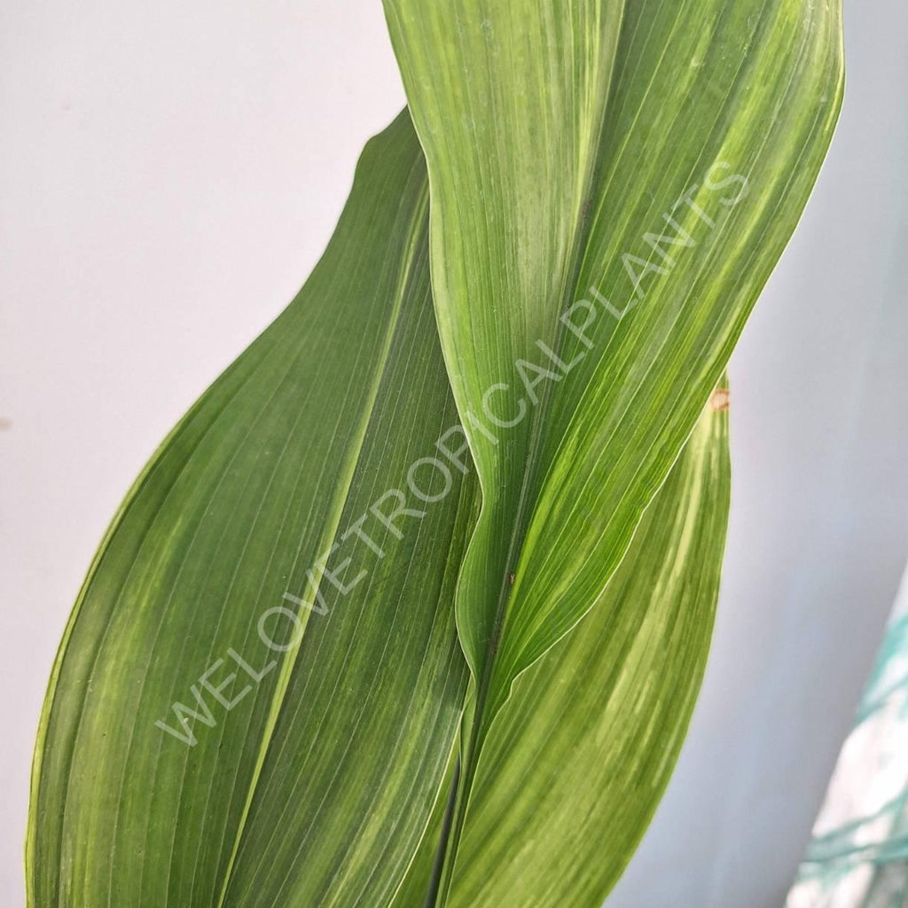 Aspidistra elatior variegata