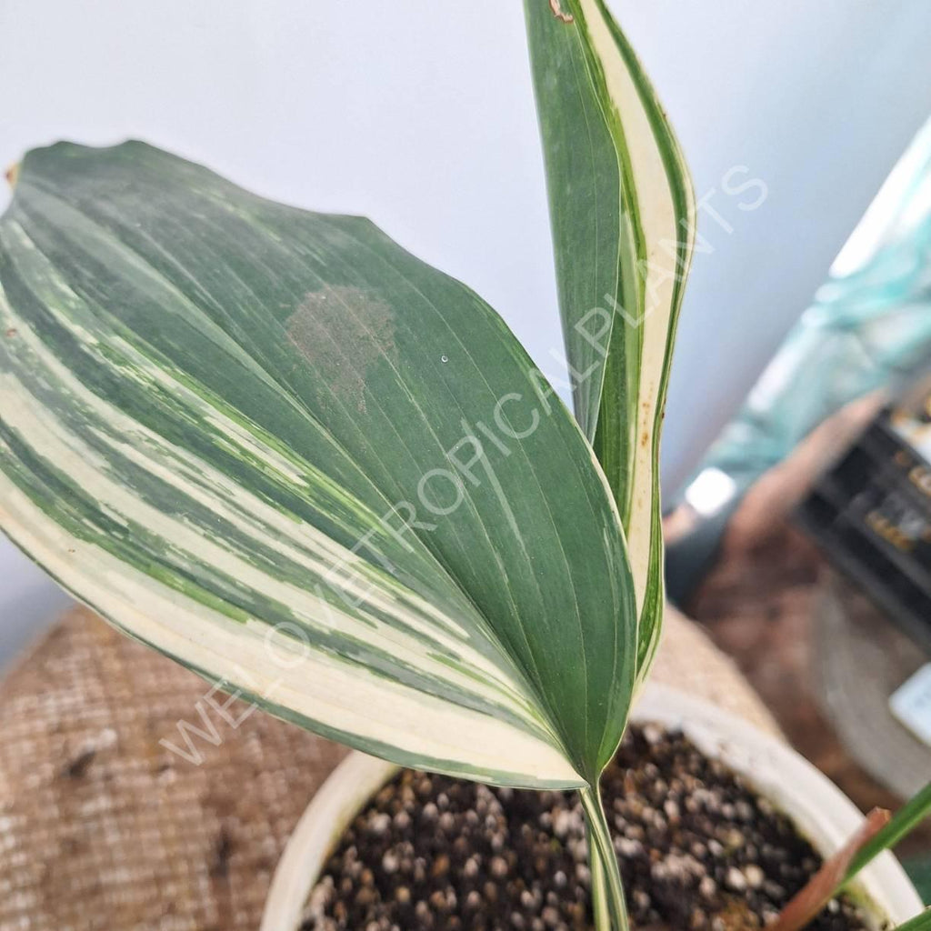 Aspidistra elatior variegata