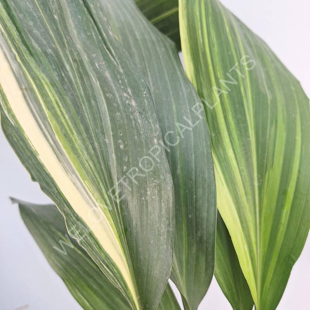 Aspidistra elatior variegata