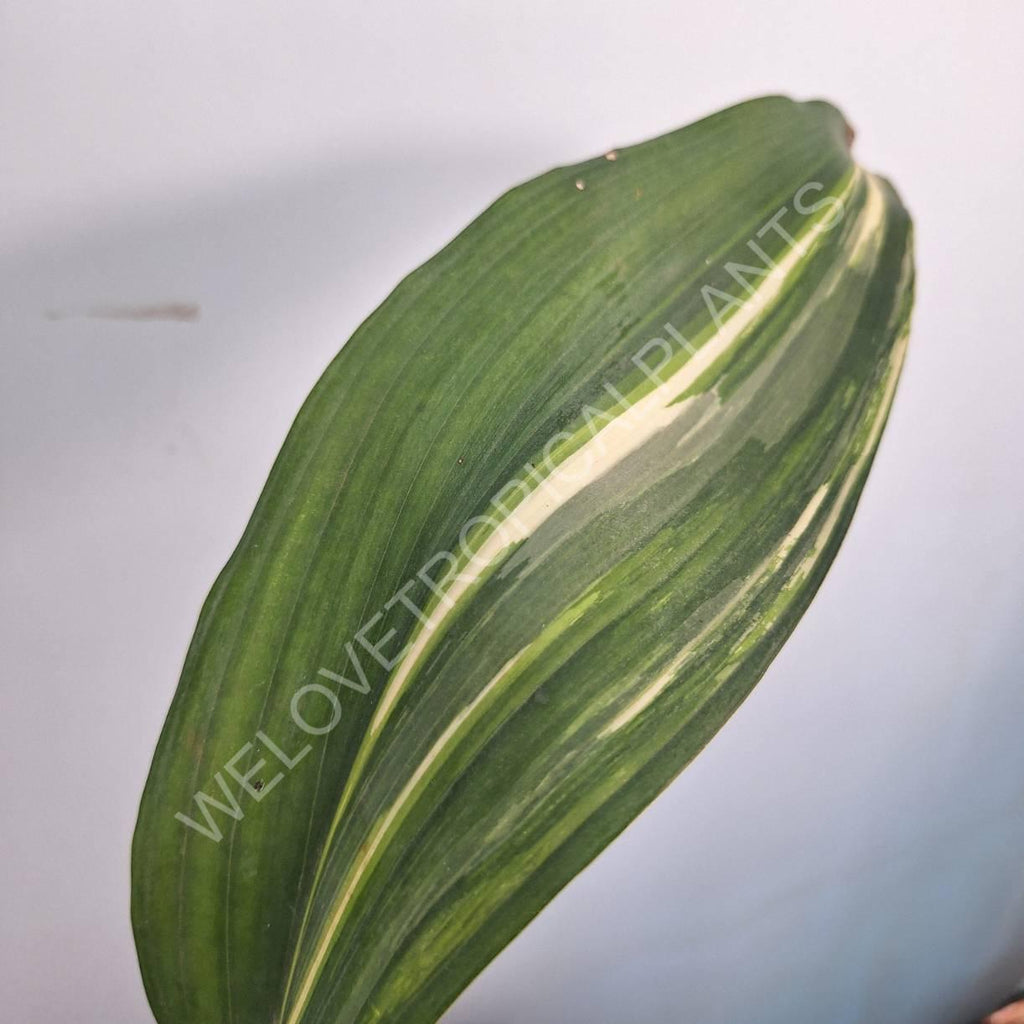 Aspidistra elatior variegata