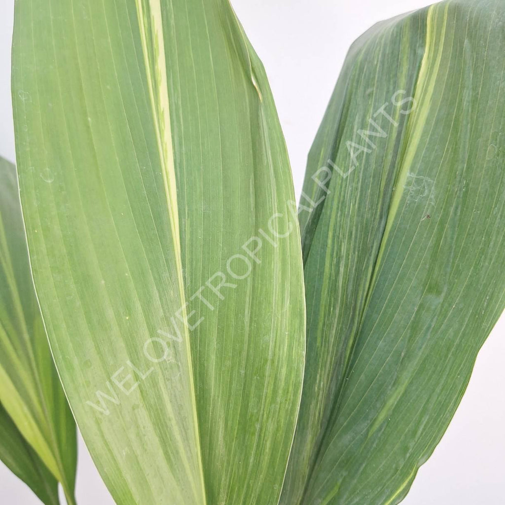 Aspidistra elatior variegata