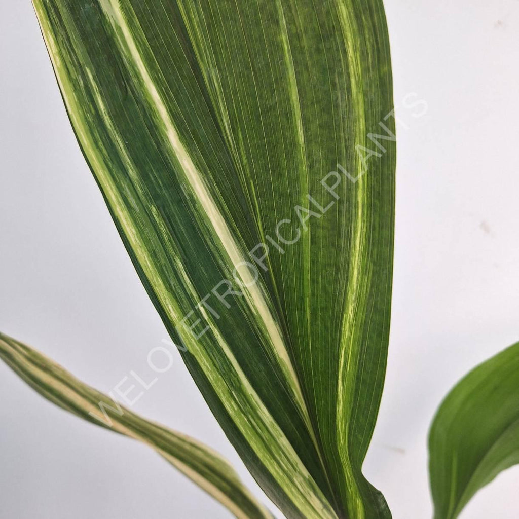 Aspidistra elatior variegata