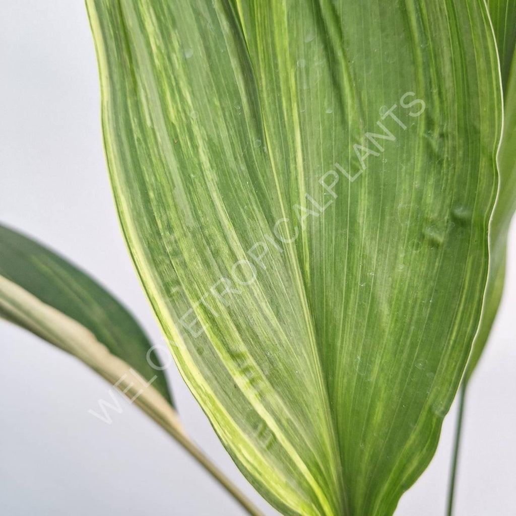 Aspidistra elatior variegata