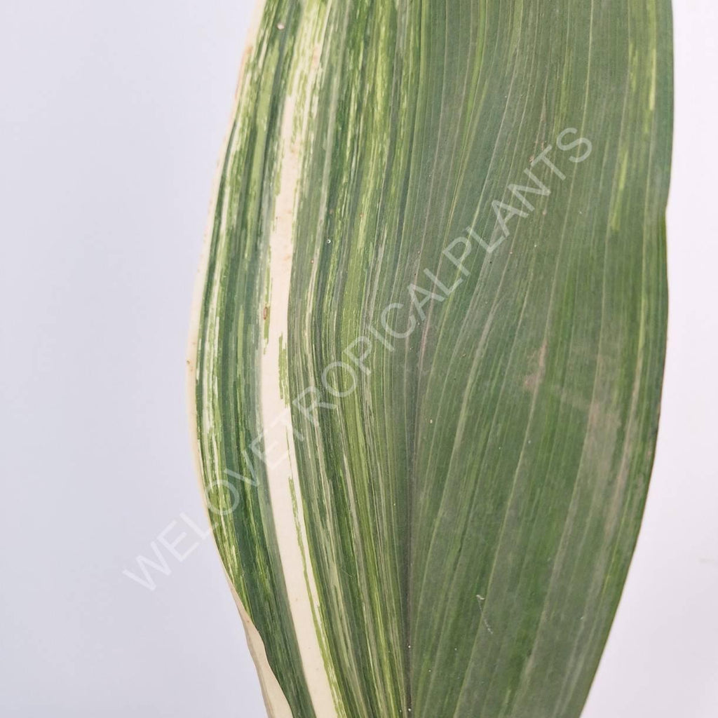 Aspidistra elatior variegata