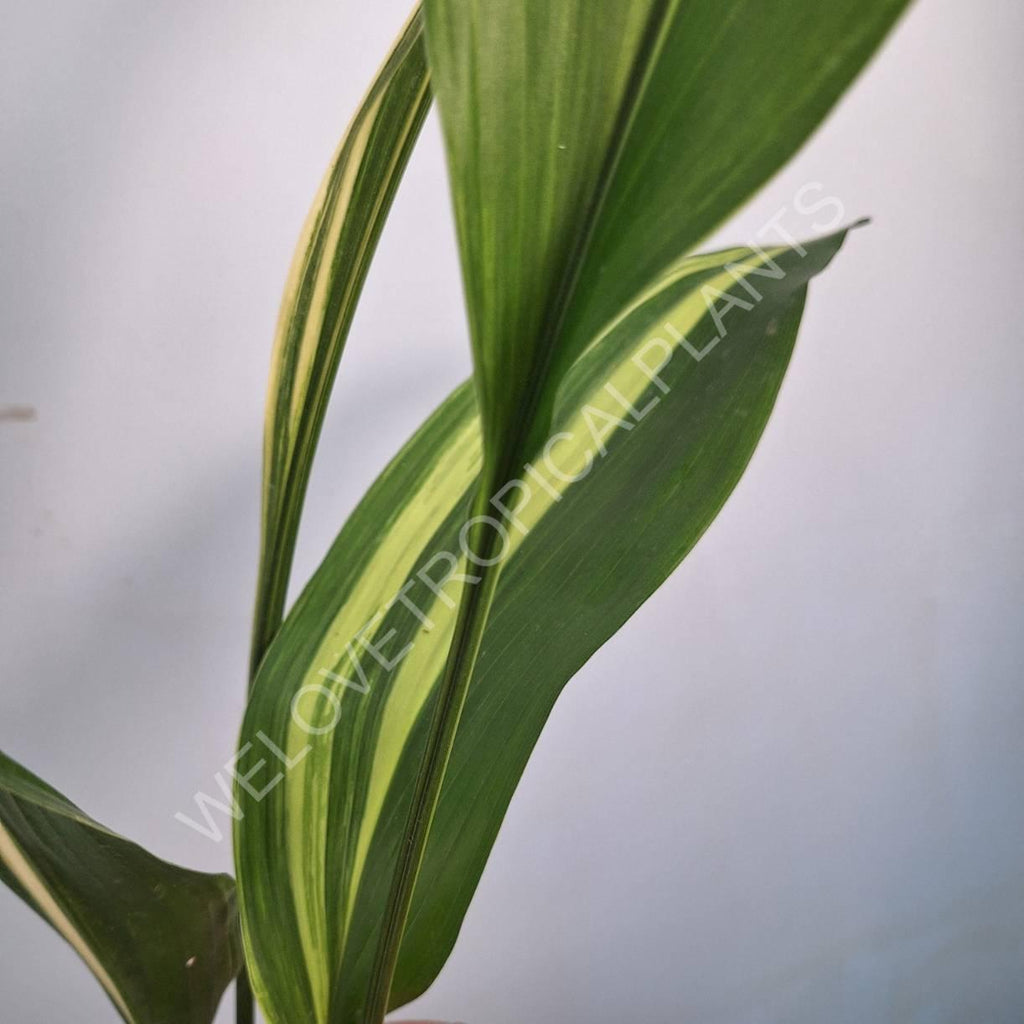 Aspidistra elatior variegata