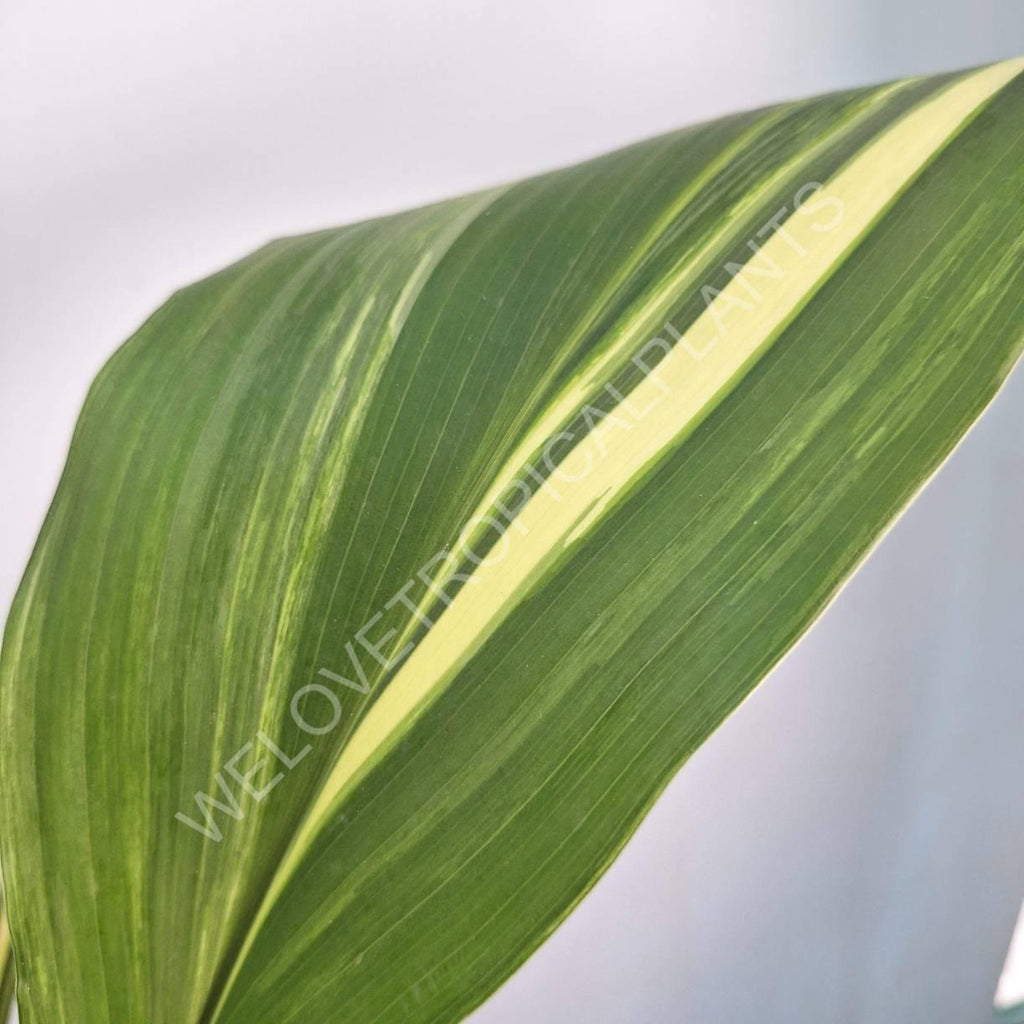 Aspidistra elatior variegata