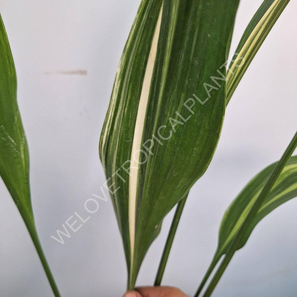 Aspidistra elatior variegata