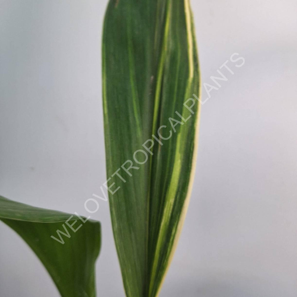 Aspidistra elatior variegata