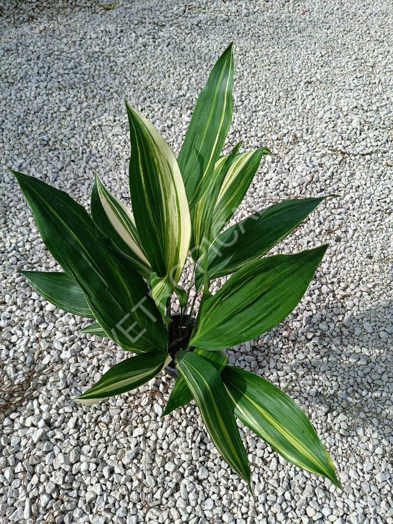 Aspidistra elatior variegata