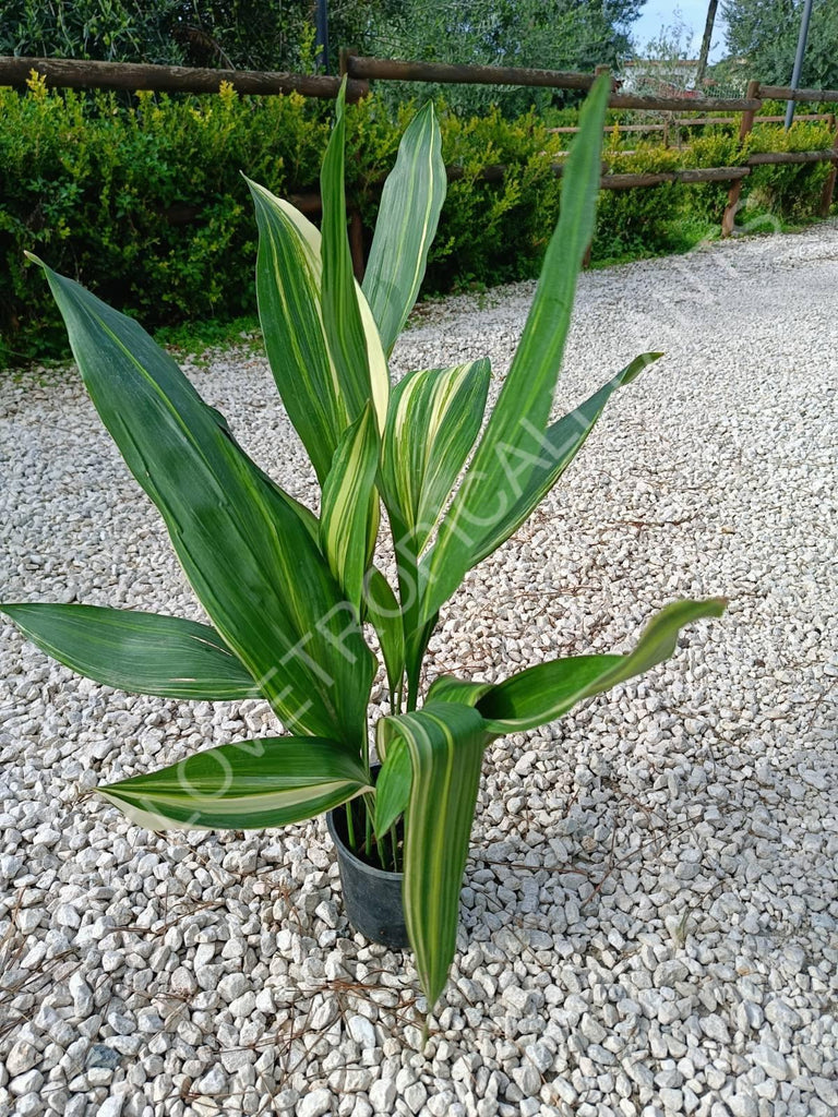 Aspidistra elatior variegata