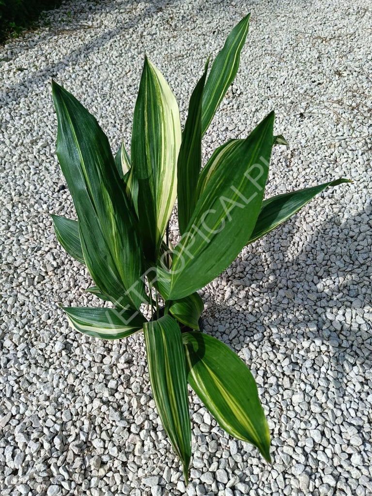 Aspidistra elatior variegata