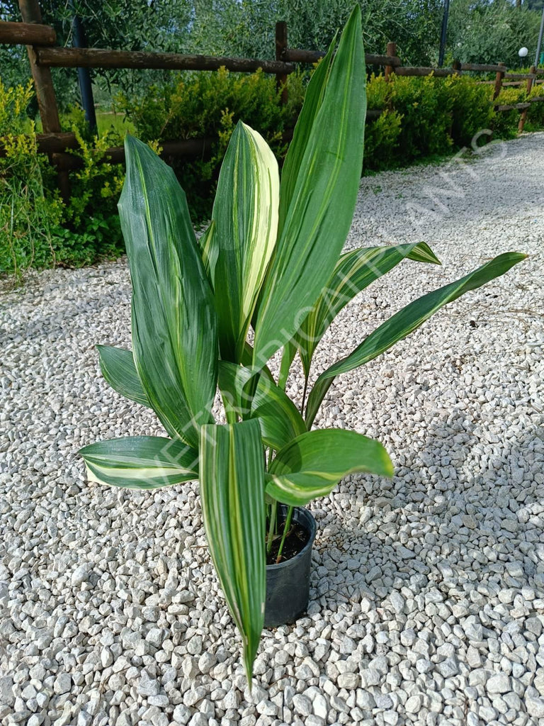 Aspidistra elatior variegata