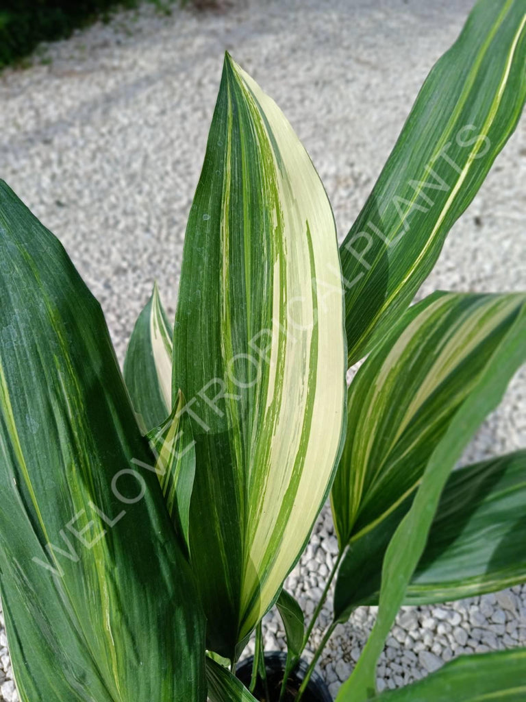 Aspidistra elatior variegata