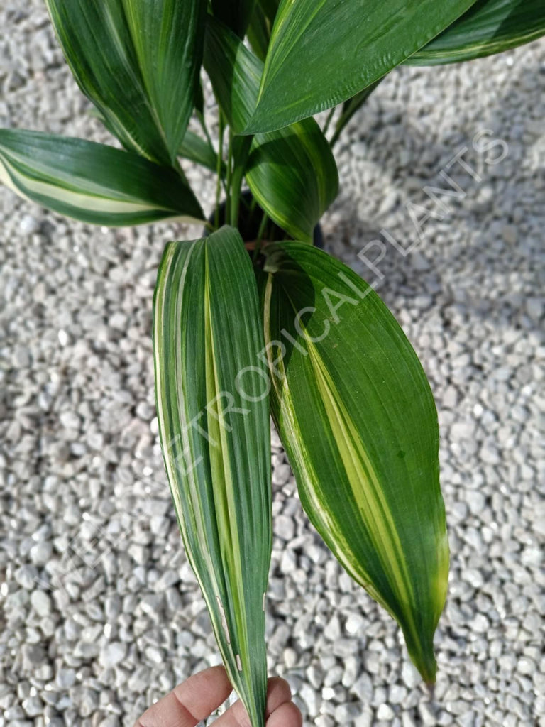 Aspidistra elatior variegata