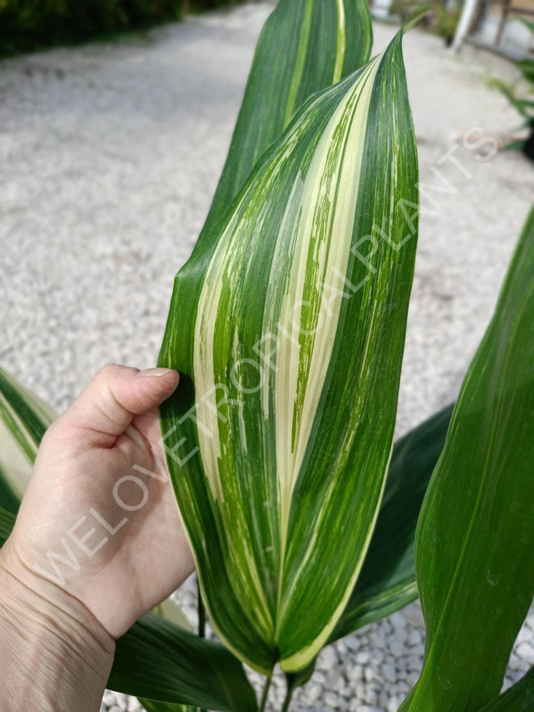 Aspidistra elatior variegata