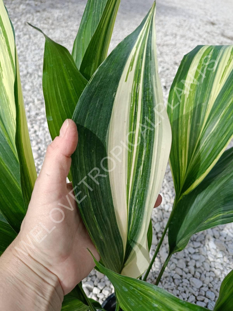 Aspidistra elatior variegata