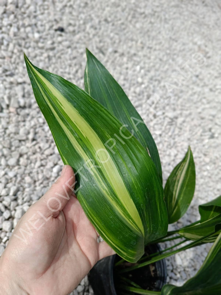 Aspidistra elatior variegata