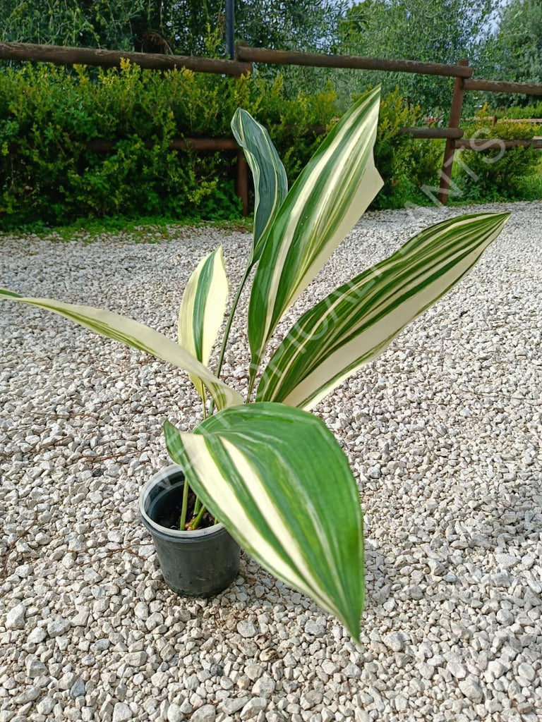 Aspidistra elatior variegata