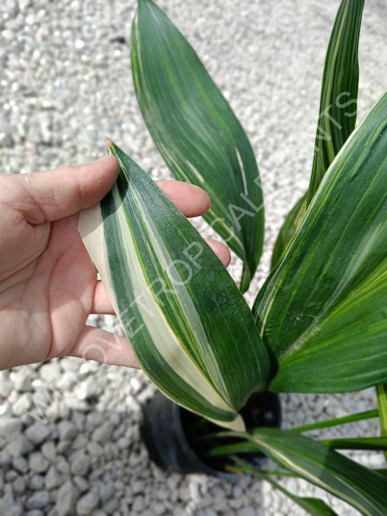 Aspidistra elatior variegata