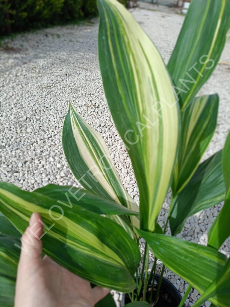 Aspidistra elatior variegata