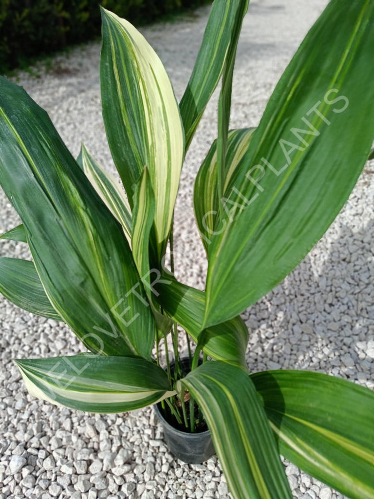 Aspidistra elatior variegata