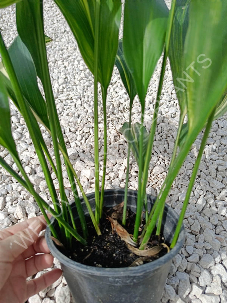 Aspidistra elatior variegata