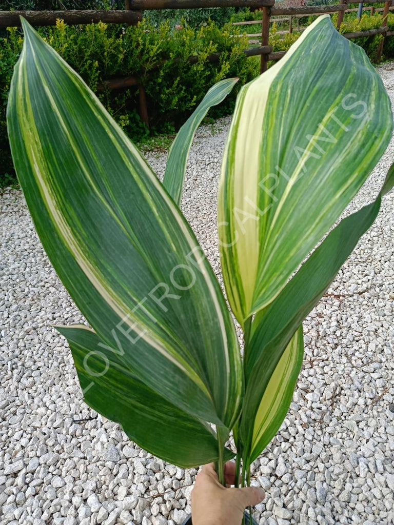 Aspidistra elatior variegata