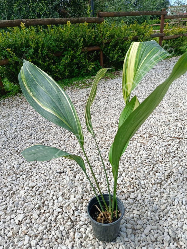 Aspidistra elatior variegata