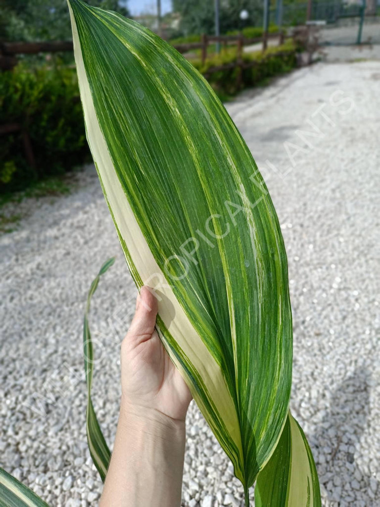 Aspidistra elatior variegata