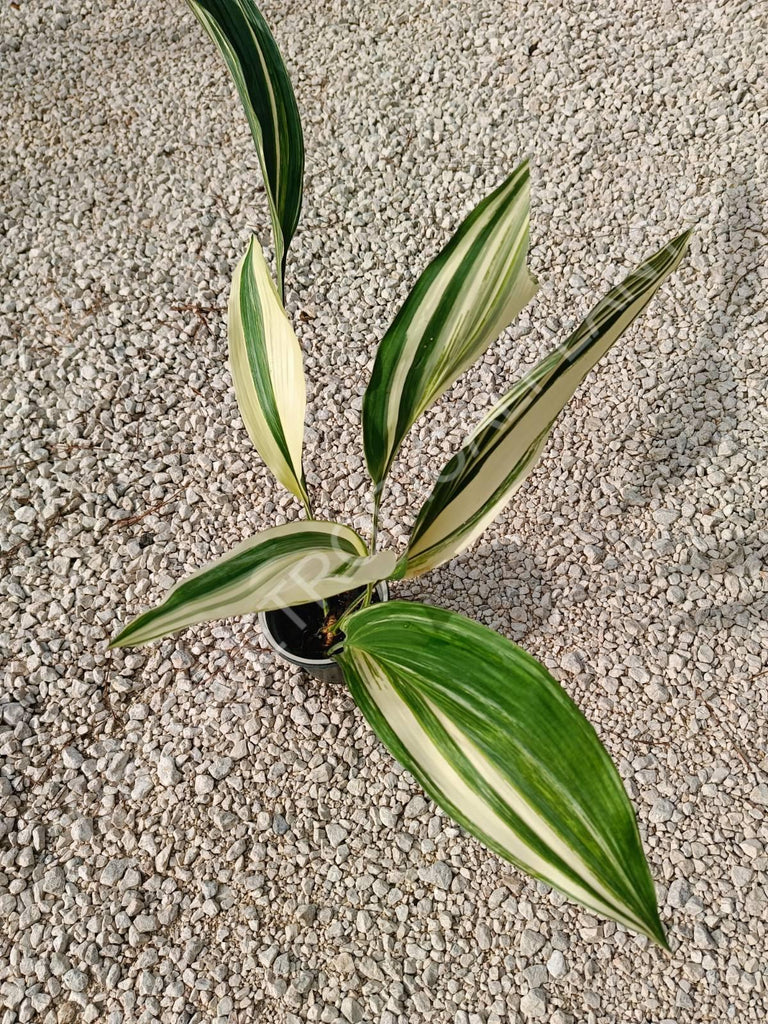 Aspidistra elatior variegata