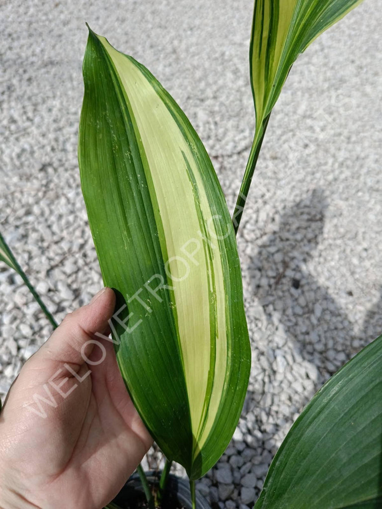 Aspidistra elatior variegata