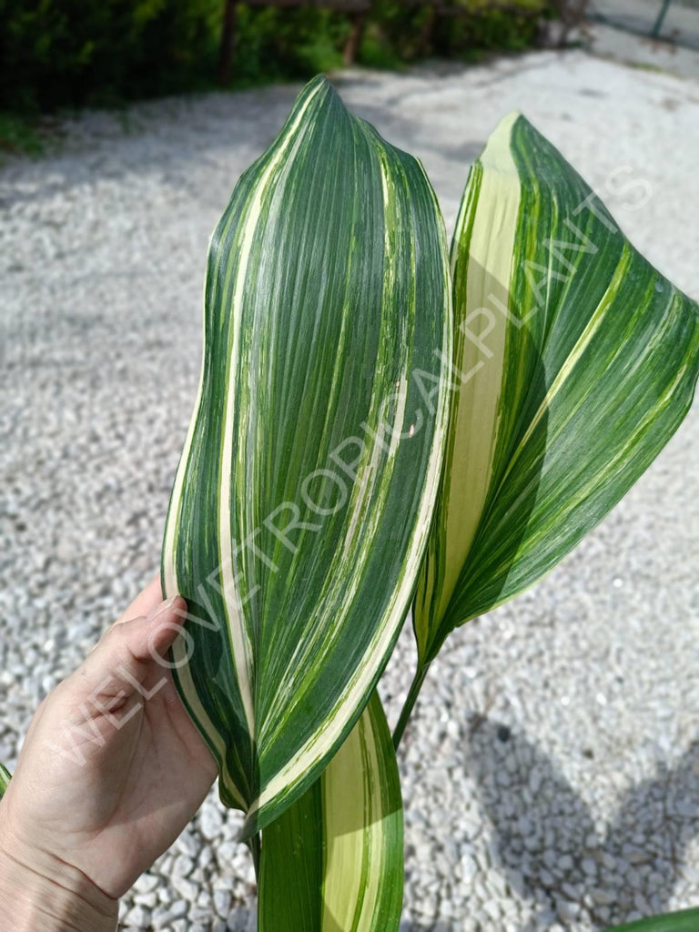 Aspidistra elatior variegata