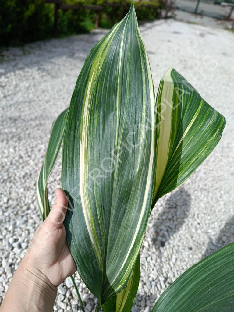 Aspidistra elatior variegata