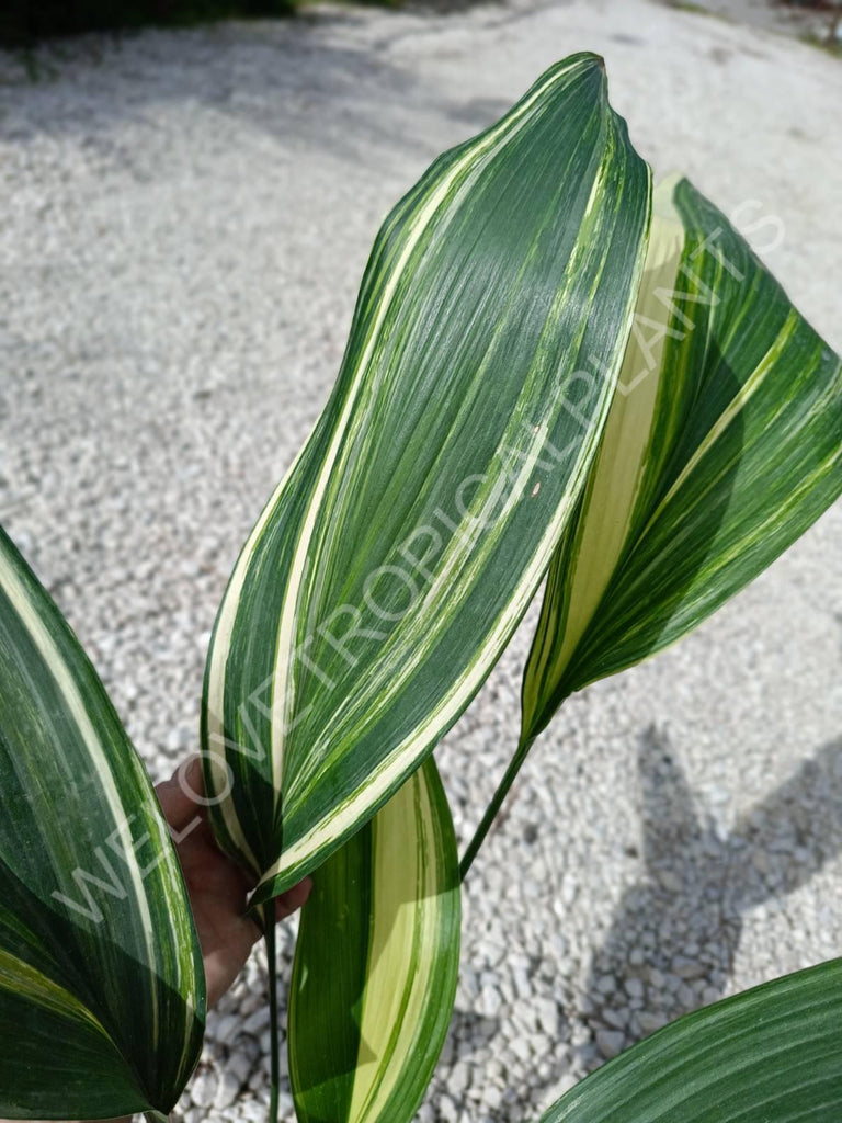 Aspidistra elatior variegata