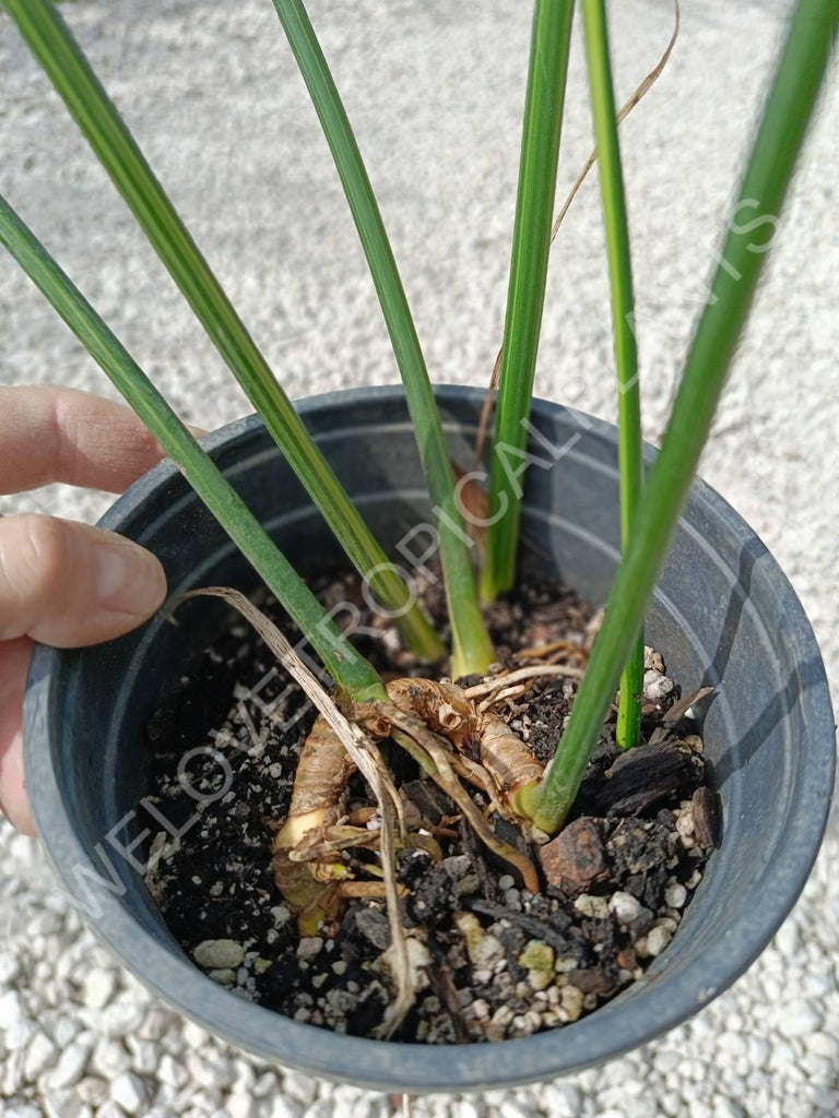 Aspidistra elatior variegata