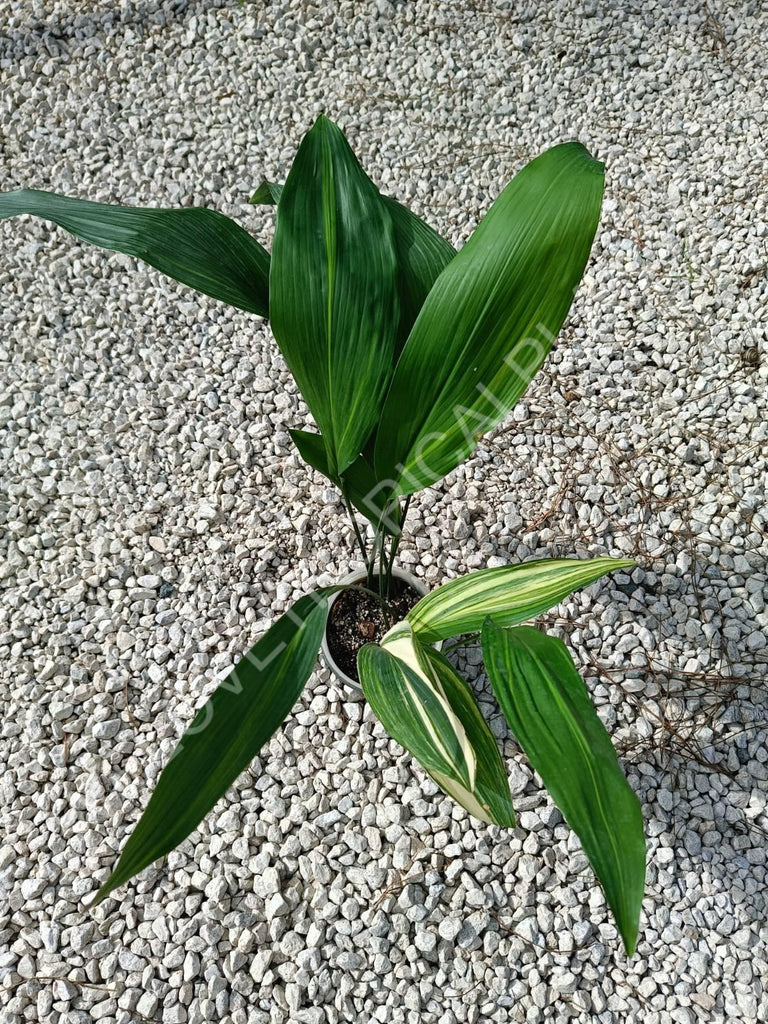 Aspidistra elatior variegata