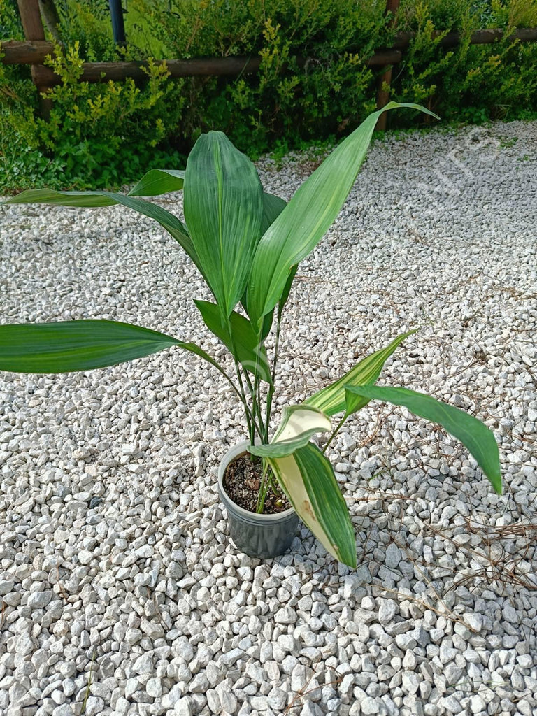 Aspidistra elatior variegata