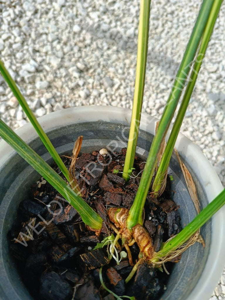 Aspidistra elatior variegata