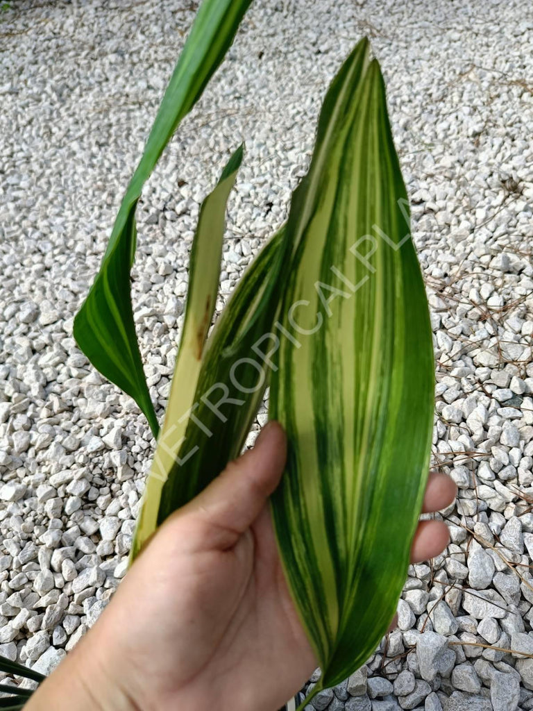 Aspidistra elatior variegata