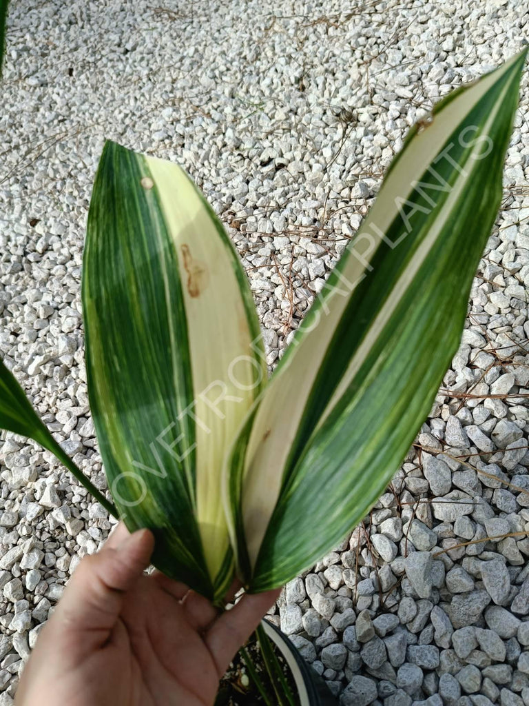 Aspidistra elatior variegata