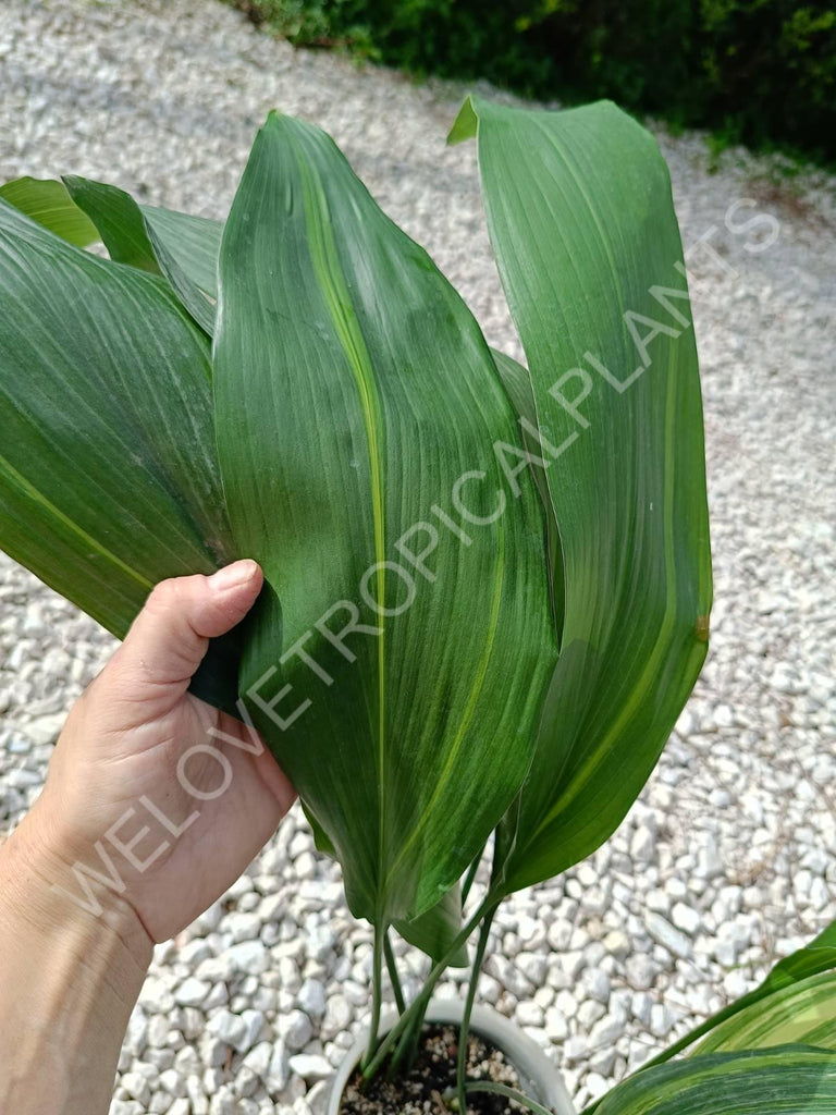 Aspidistra elatior variegata