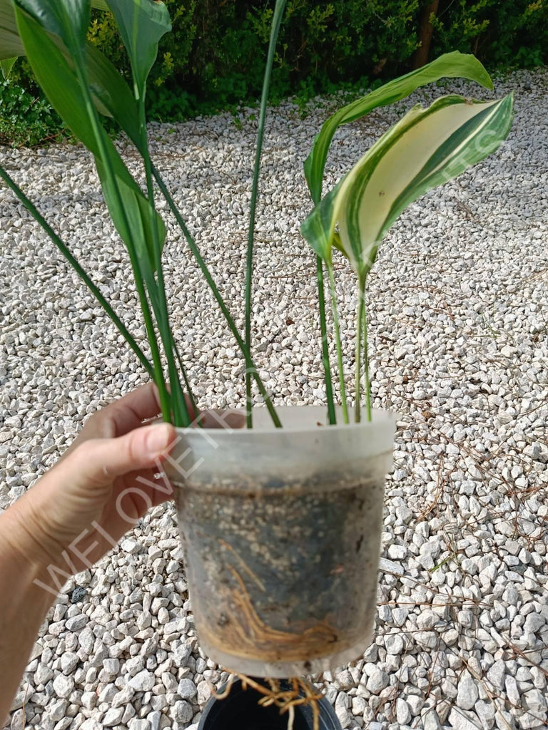 Aspidistra elatior variegata