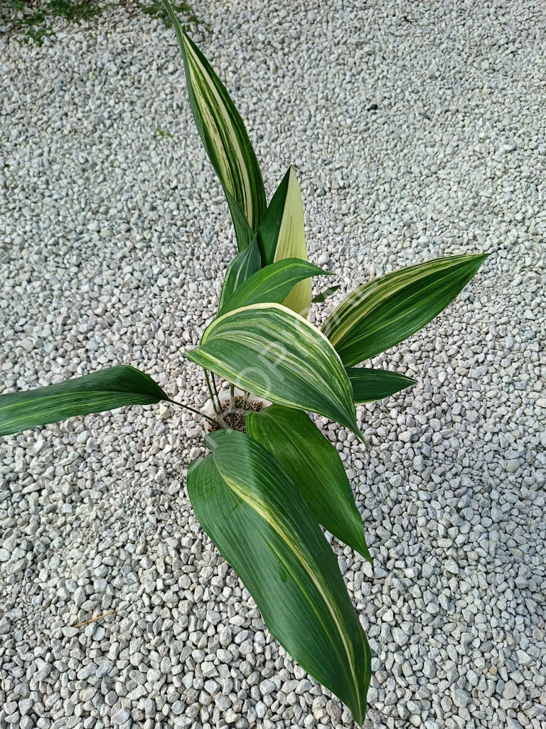 Aspidistra elatior variegata