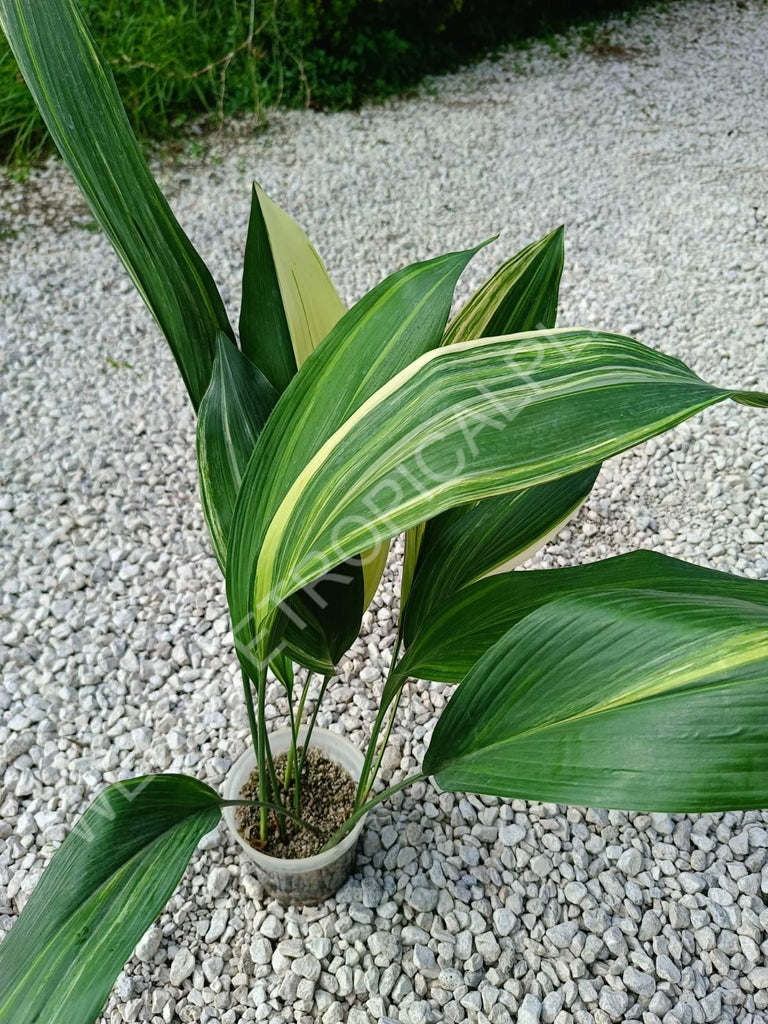 Aspidistra elatior variegata