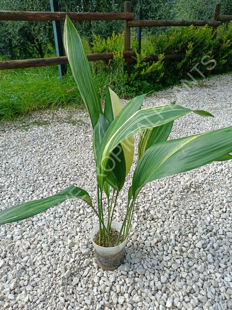 Aspidistra elatior variegata