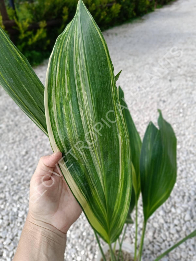 Aspidistra elatior variegata